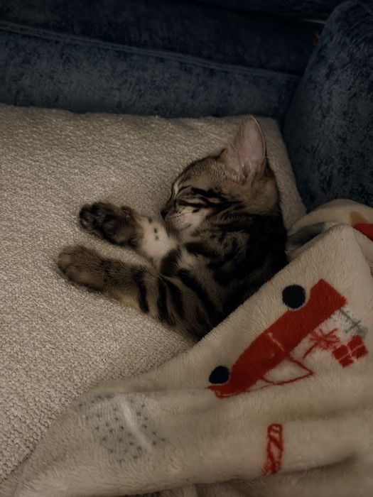 Котенок бенгал девочка