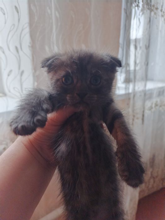 Котенок вислоухий за 5000 2 месяца ест все подряд мальчик темно серый