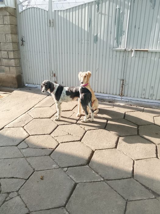 Тазы, ала қаншық