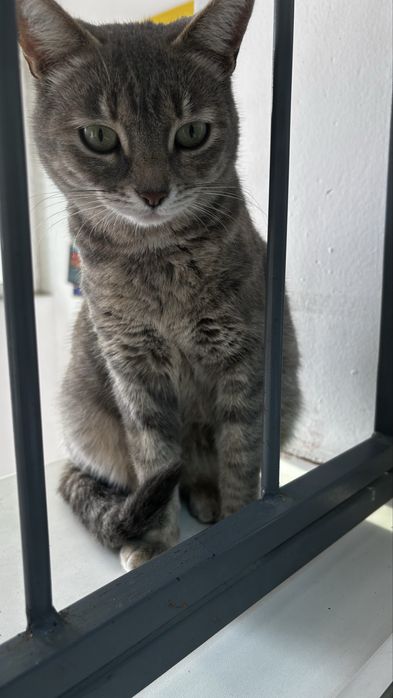 Кошку в добрые руки