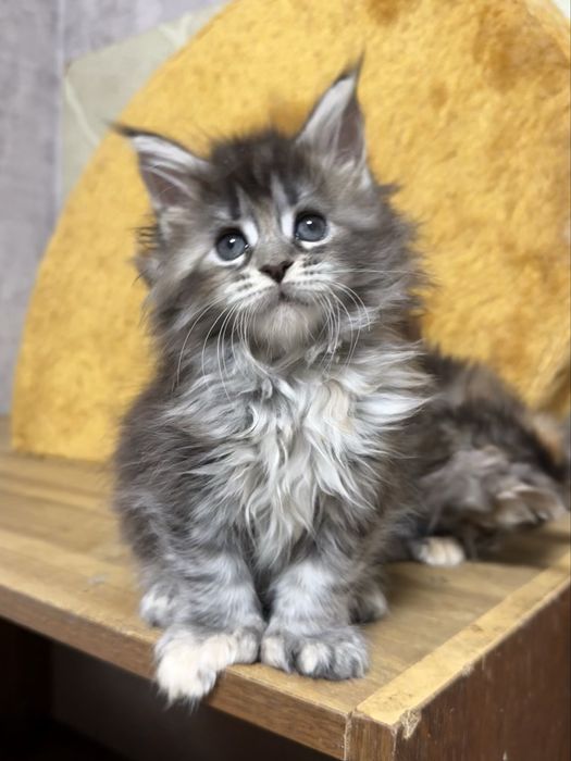 Мейнкуны - котята