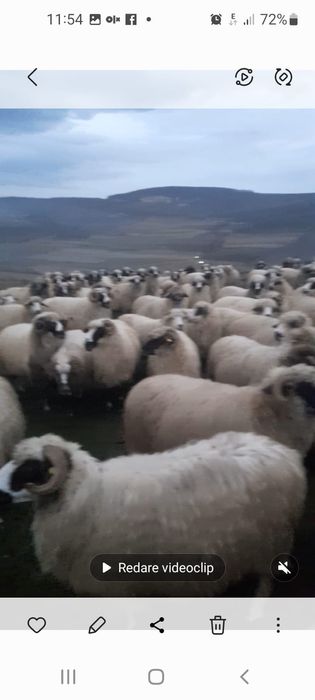 Vând oi tinere și berbeci