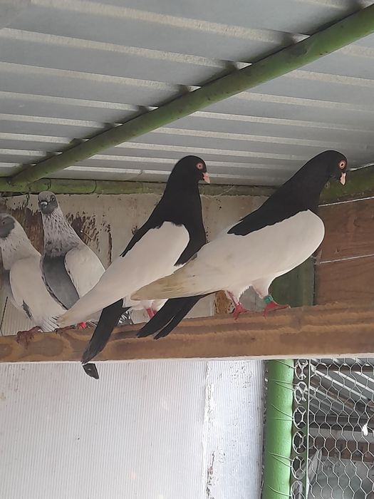 Porumbei Coțofene Germene