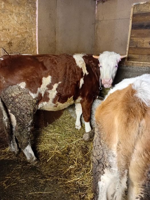 Vind vitea baltata de 1 an