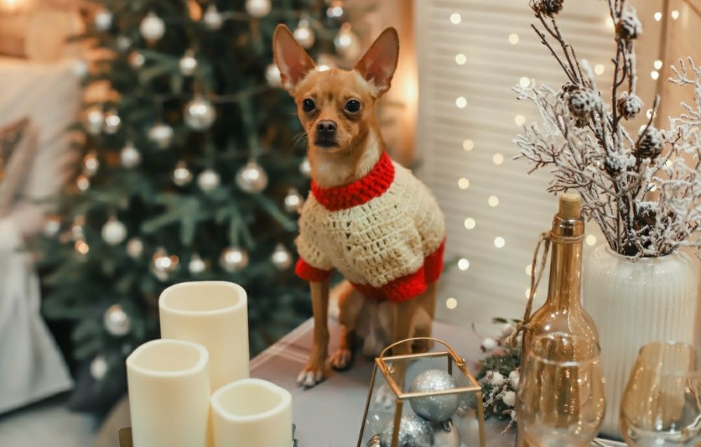 Вязка Той терьер