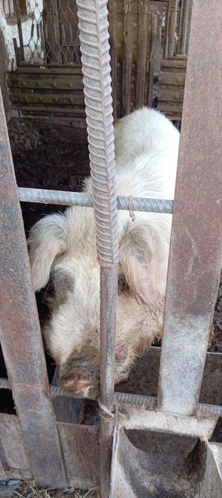 Продам кабана или обменяю