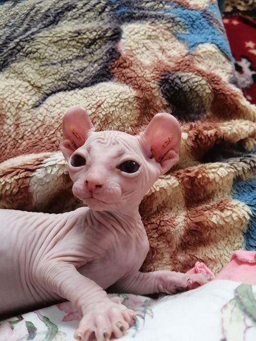 Котята свинксы-эльфы