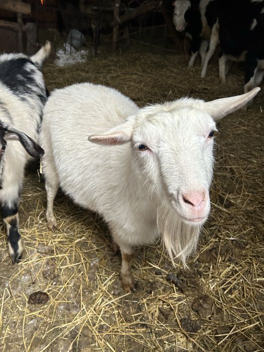Продам коз. Четыре козы на продаже