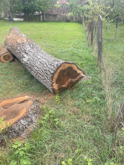 Vand lemn de nuc -trunchi