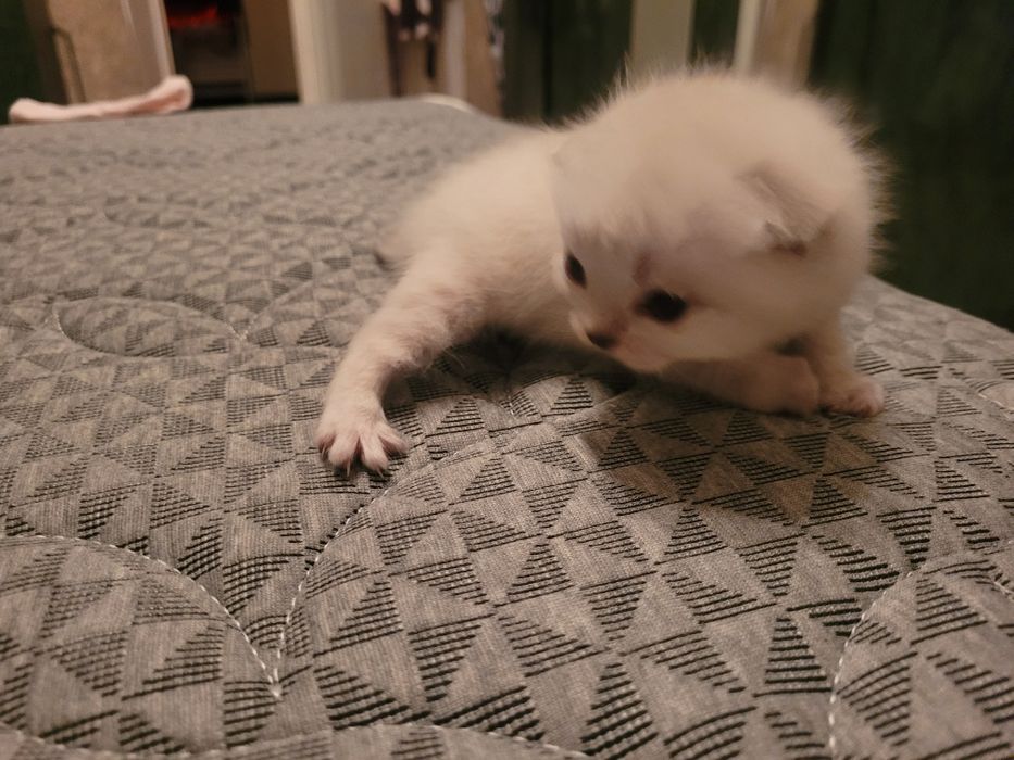 Продаются милые британские котята