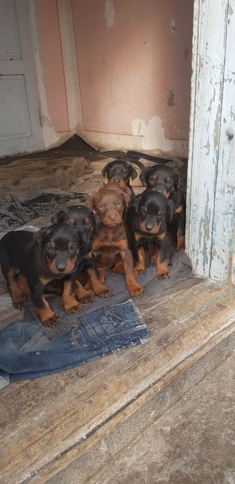Doberman Доберман