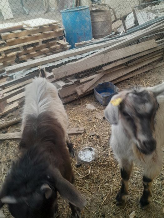 Теке сатылады екеу парода 60000 нан