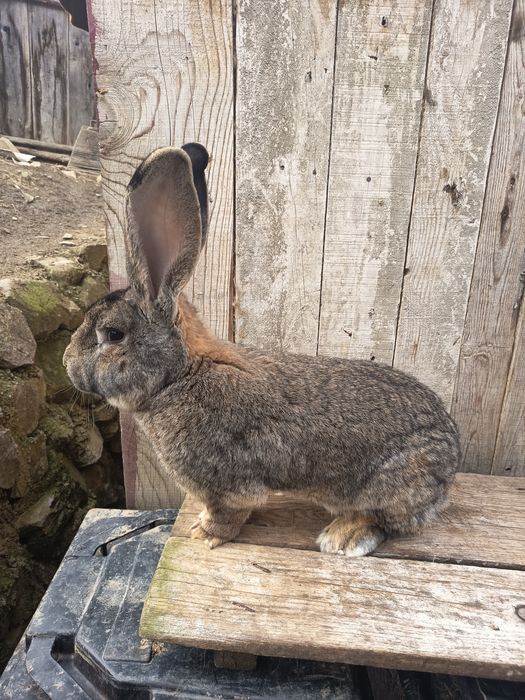 Vând  mascul de urias german