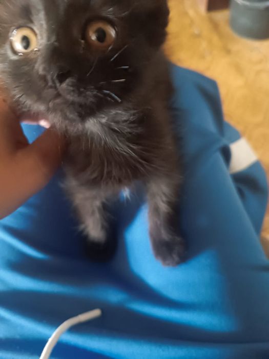 В добрые руки котёнок,девочка