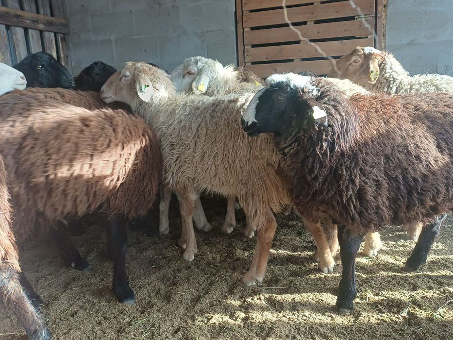 Бараны овцы қой тоқты