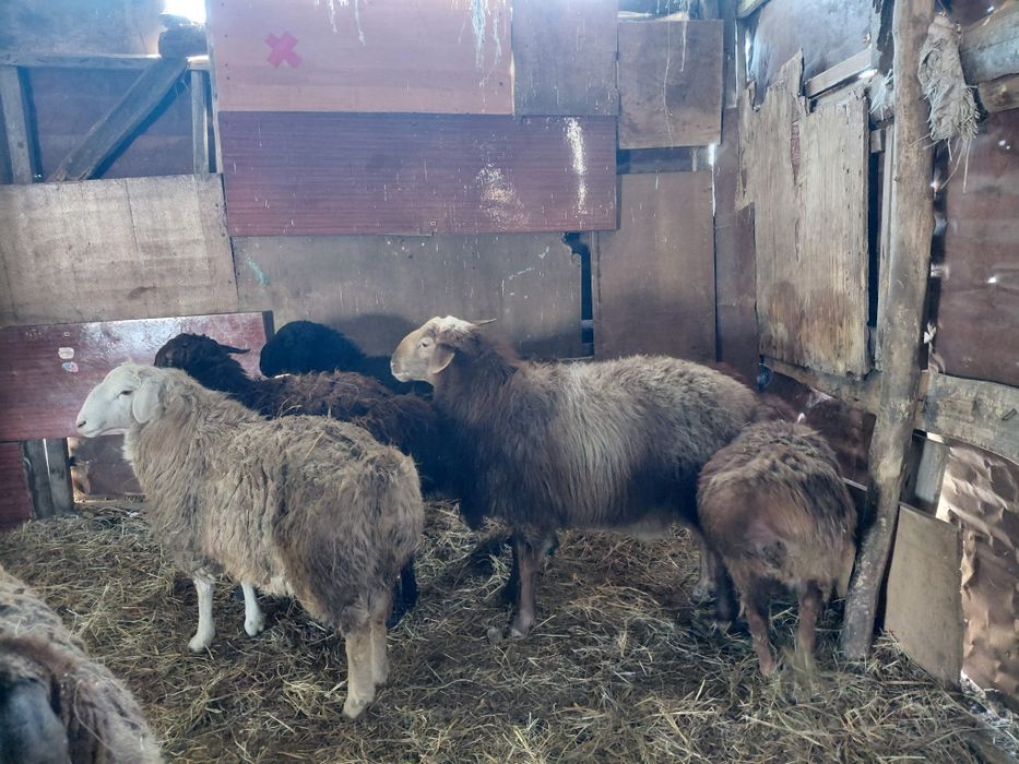 Қошқарлар сатылады.