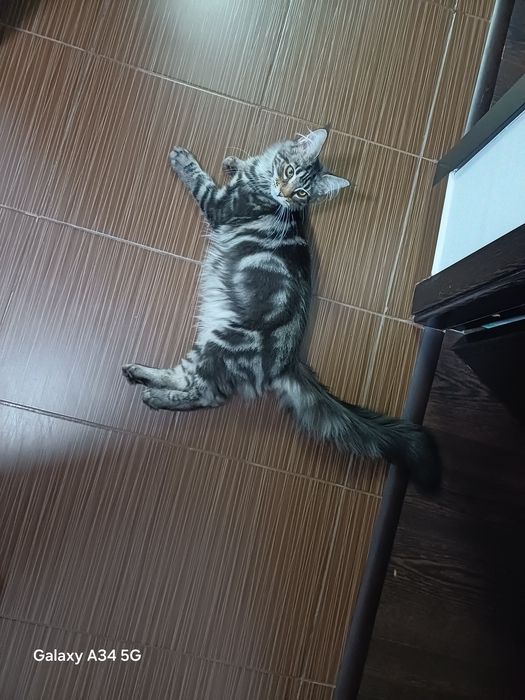 Se vinde Fetiță  Maine Coon cu Pedigree si drep de reproducere