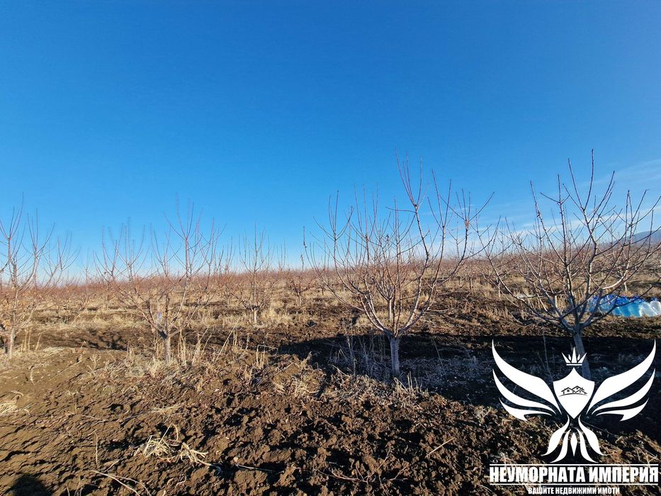 Продавам черешова градина 5800кв.м. в гр.Асеновград