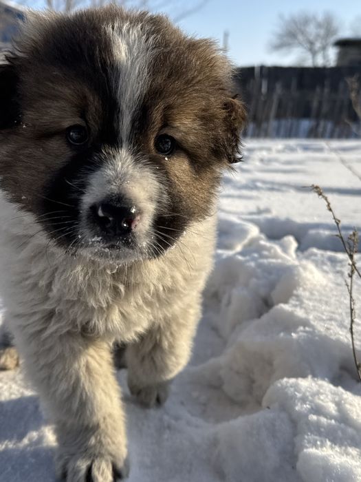 Продам щенка Кавказской овчарки