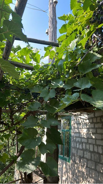 Подам или обменяю дачу в Уральске