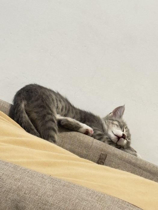 Кошка, котенок))