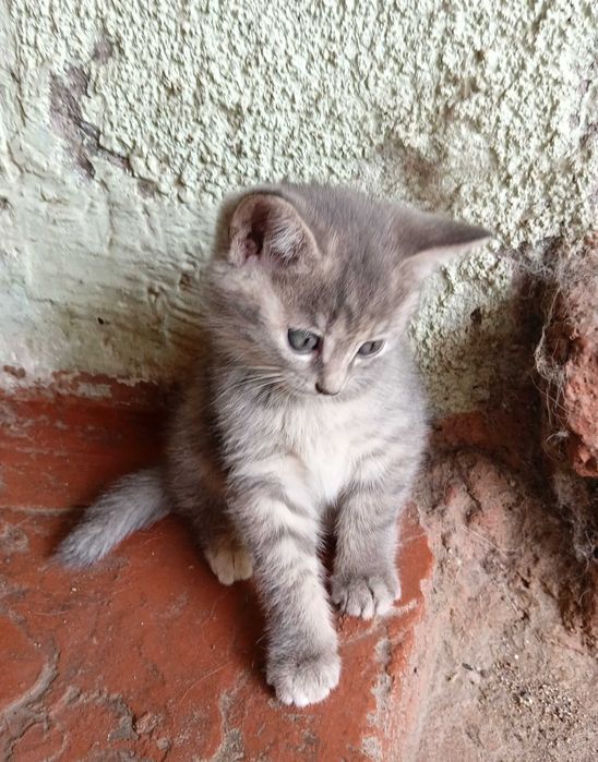 Котята  ищут дом