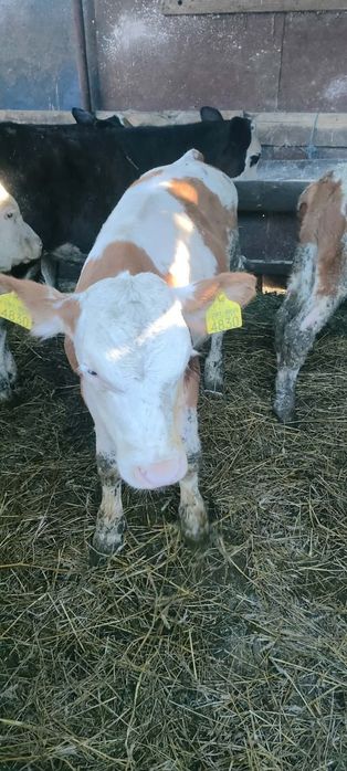 Vând 6 tăurași bălțată românească