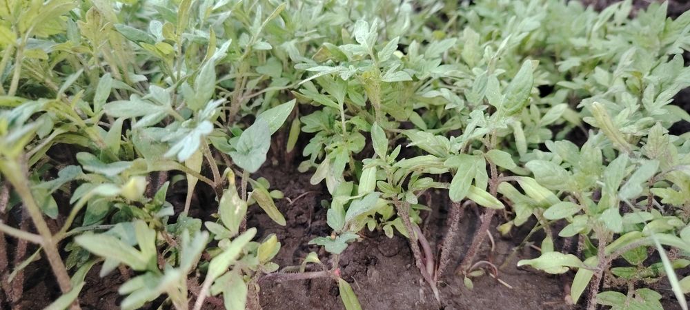 Продам рассаду помидора