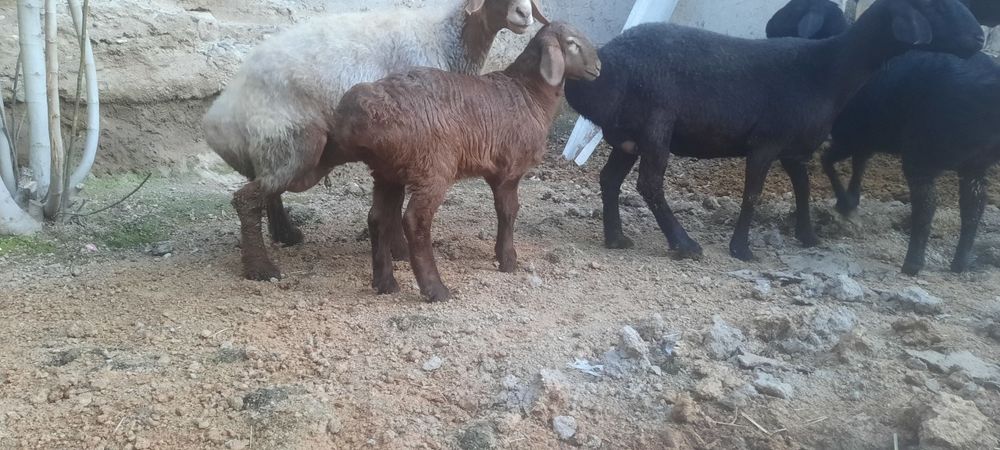 Arashan qo'zi qo'chqor sotiladi