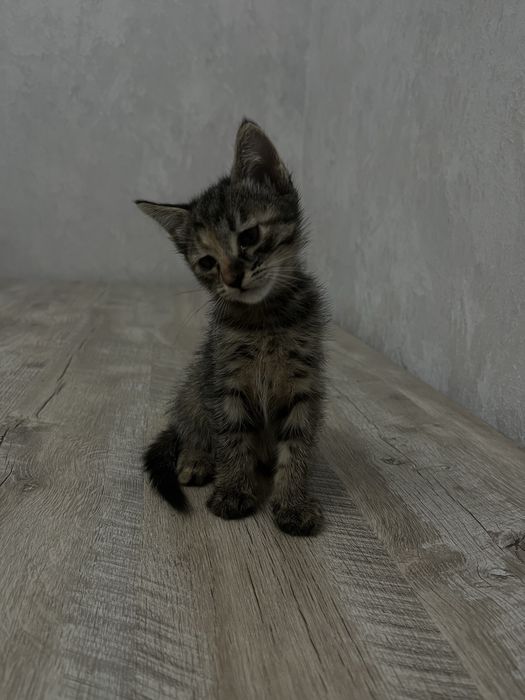 Mushuk beriladi yaxshi qollarga faqat toshkentga zottor emas tel 95123