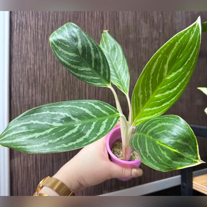 Аглаонема Уайт Раях