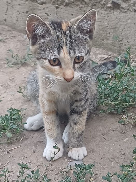 Котята,отдам даром