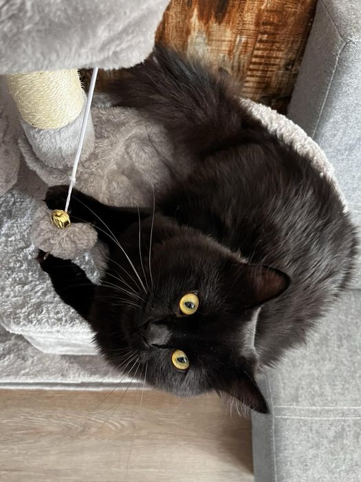 Катерушка за котки