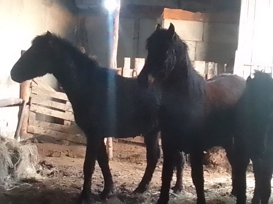 Продам откорм лошадей кунан