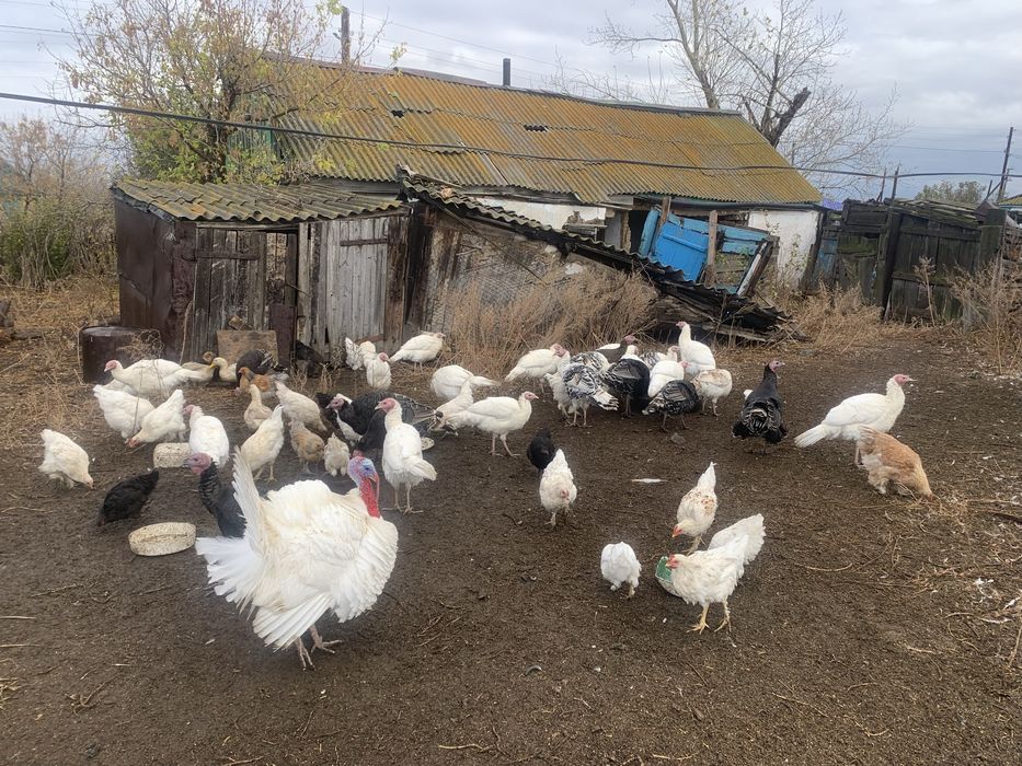 Продается индюки