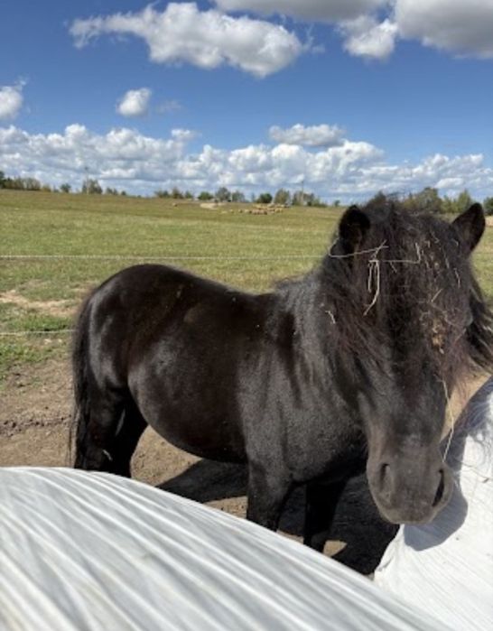 Vând ponei armasar in varsta de 3 ani