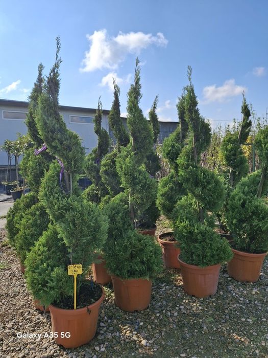 Vând plante ornamentale și livrez