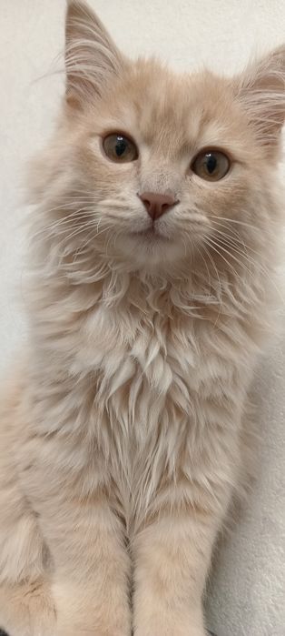 Mushuk sotiladi öğil bola 4 oylık soğlom