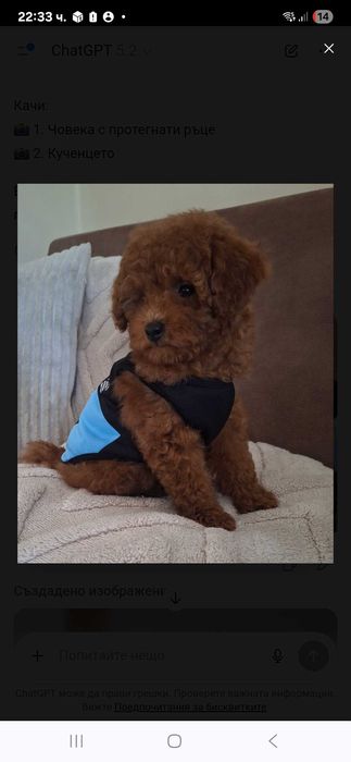 Той пудел & Мини пудел,  Fci, Genetic, PL