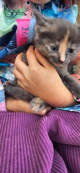 Котенок девочка ищет дом