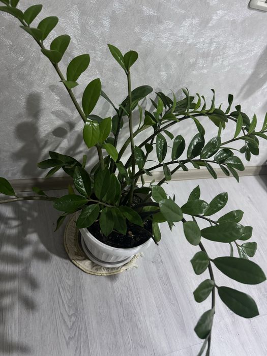 Комнатные цветы на продажу