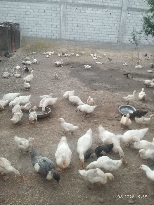 Утята утки  индаутки
