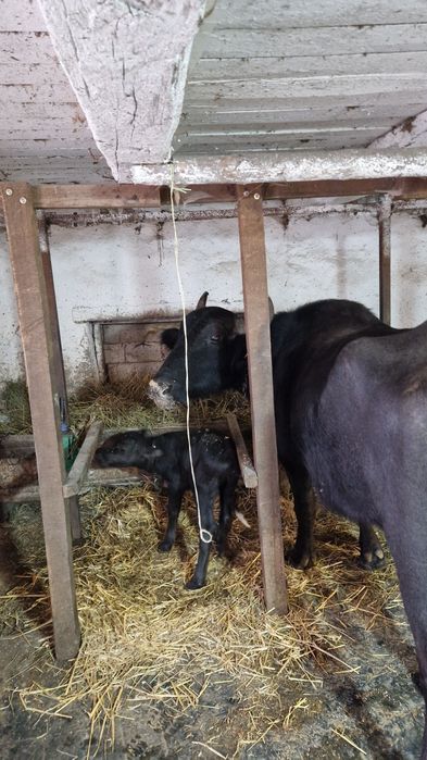 Bivolă la a treia fătare