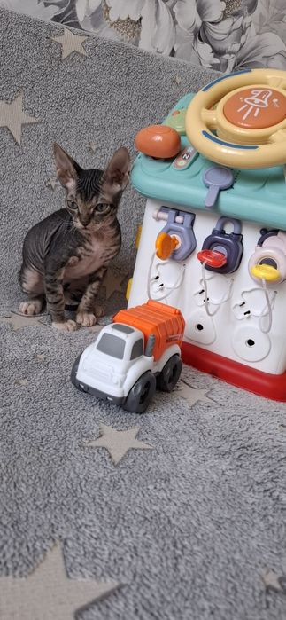 Сфинкс канадский мальчик и девочка