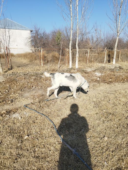 Ит сотилади  Алабай