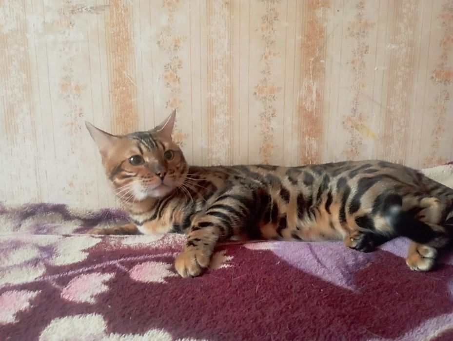 Вязка кот бенгал