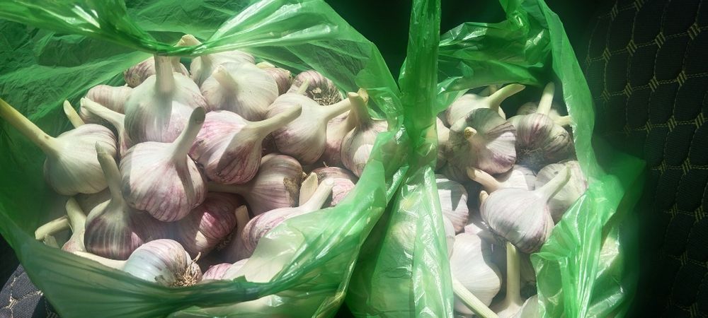 Продам чеснок Комсомолец