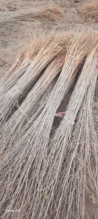 Tut kuchatlari sotiladi 1metrdan 4metrgacha