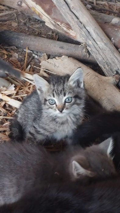 Отдам котят в хорошие руки
