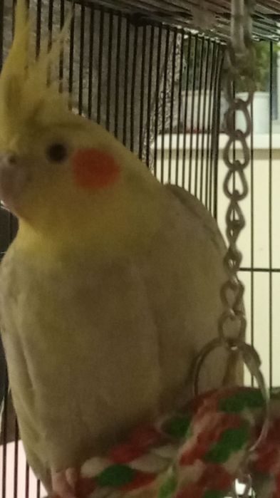 Клетка с кареллой.